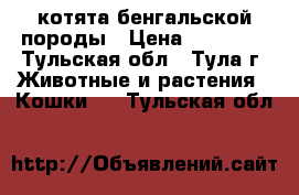 котята бенгальской породы › Цена ­ 10 000 - Тульская обл., Тула г. Животные и растения » Кошки   . Тульская обл.